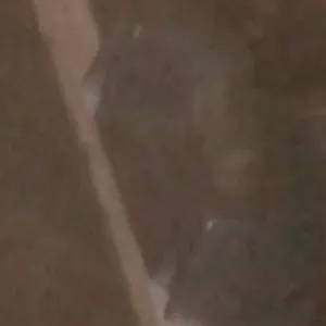 Photo de profil de Tara